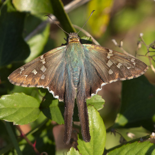 Long-tailed Skipper