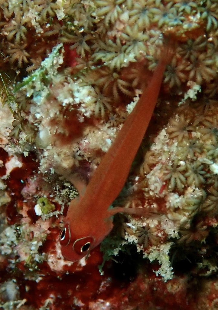 Red Dwarfgoby