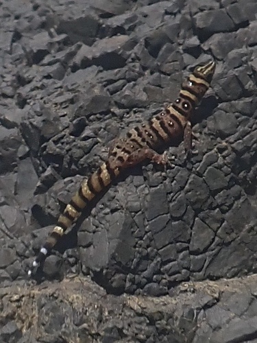 Black-spotted Least Gecko, Sphaerodactylus nigropunctatus