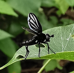 Image of Bibiomima handlirschi