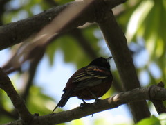 Icterus spurius