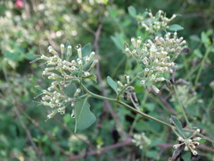 Salpianthus macrodontus
