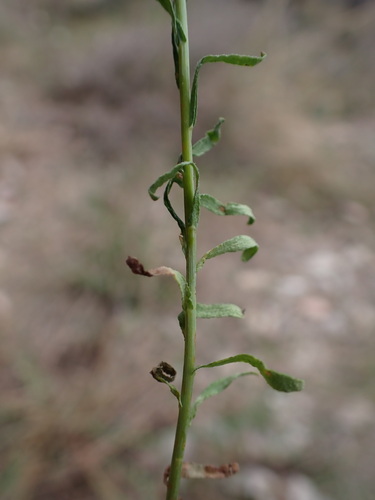 Image of Rhodanthe anthemoides by (c) Milan Chytrý, some rights reserved (CC BY)