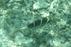 Monotaxis heterodon