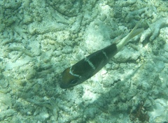 Monotaxis heterodon
