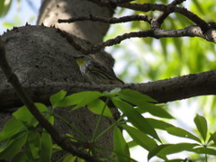 Setophaga coronata auduboni