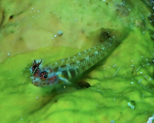 Eviota pictifacies