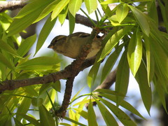 Passer domesticus