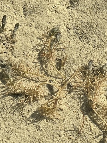 Myriophyllum sibiricum iNat (3)