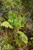 Dryopteris antarctica - Photo (c) Flavien Saboureau, some rights reserved (CC BY), uploaded by Flavien Saboureau