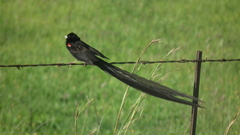 Euplectes progne progne