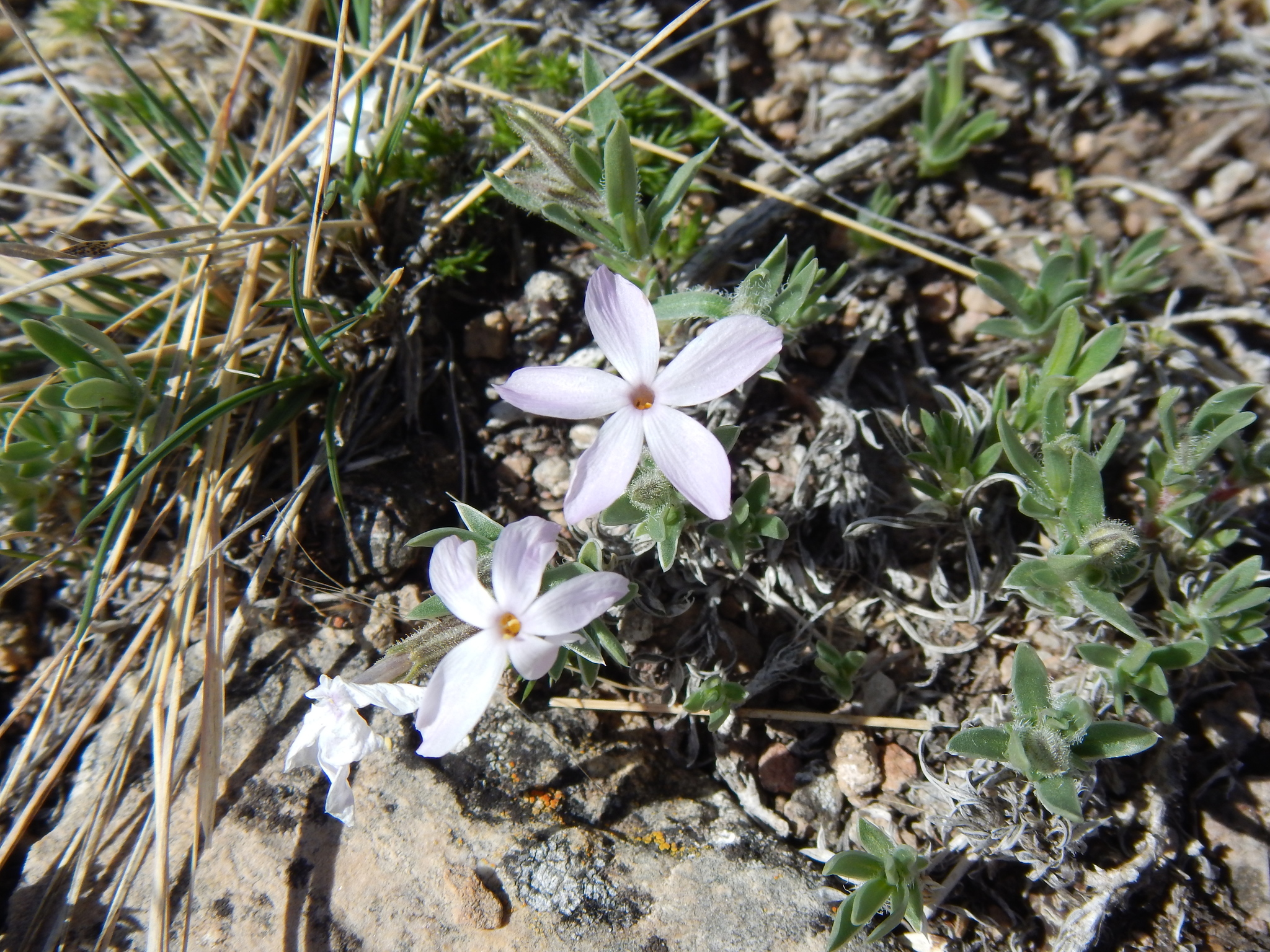 Phlox alyssifolia