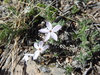 Alyssum-leaf Phlox - Photo (c) Timm Richardson, some rights reserved (CC BY-NC), uploaded by Timm Richardson