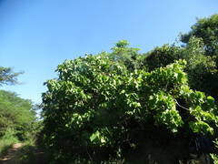 Jatropha curcas