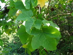 Jatropha curcas
