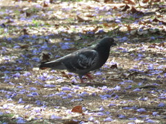 Columba livia