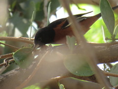 Icterus spurius