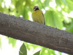 Icterus spurius