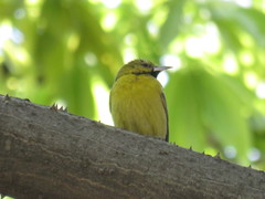 Icterus spurius