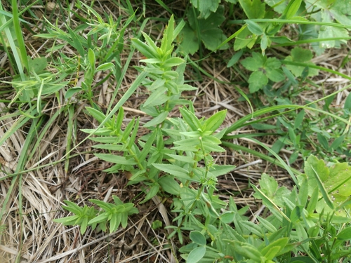 graciola lekárska (Gratiola officinalis)