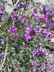Astragalus spatulatus