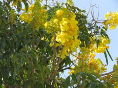 Tecoma stans