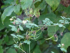 Desmanthus bicornutus