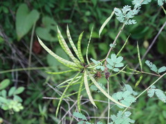 Desmanthus bicornutus
