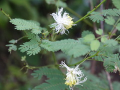 Desmanthus bicornutus
