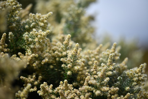 Island Hardleaf (Phylica arborea)
