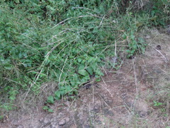 Aristida ternipes ternipes