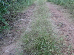 Aristida ternipes ternipes