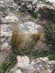 Austrostipa stipoides