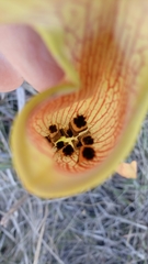 Exyra semicrocea