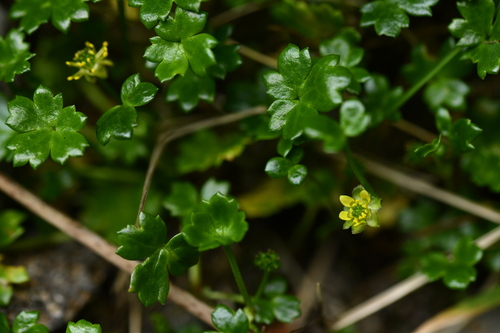 Image of Ranunculus biternatus by (c) Flavien Saboureau, some rights reserved (CC BY)