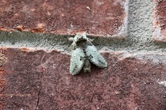 Macrurocampa marthesia