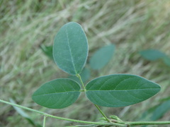 Galactia acapulcensis