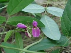 Galactia acapulcensis