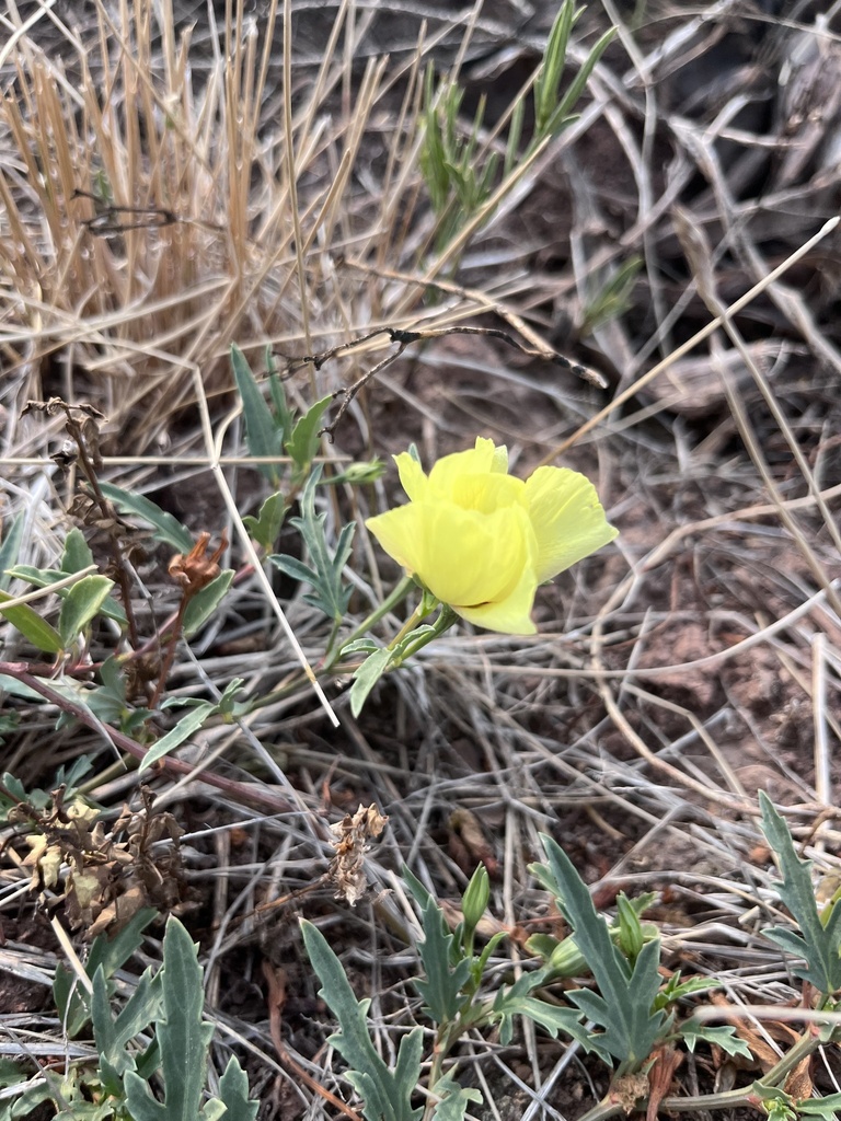Cienfuegosia saraviae
