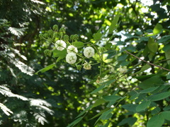 Leucaena lanceolata lanceolata