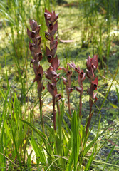Serapias orientalis levantina