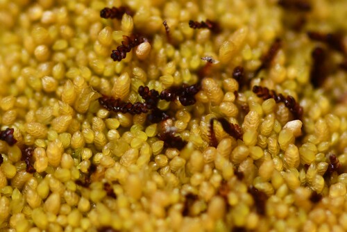 Clasmatocolea