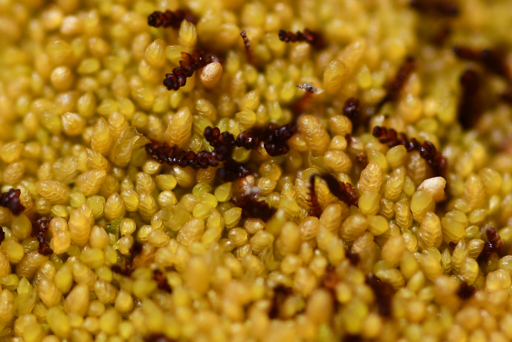 Clasmatocolea