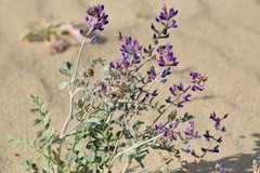 Astragalus lentiginosus borreganus