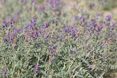 Astragalus lentiginosus borreganus