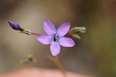 Gilia achilleifolia