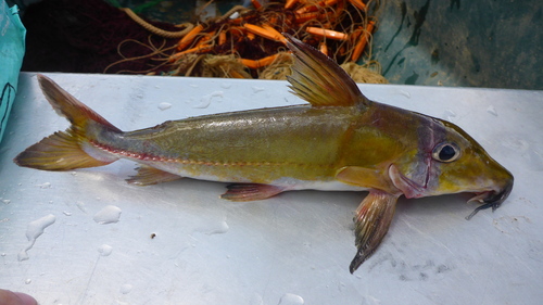 Demerara thorny catfish (Doras micropoeus) — Doradidae