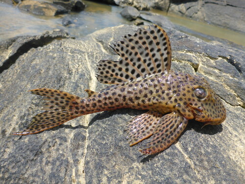 Plec (Hemiancistrus medians) — Loricariidae