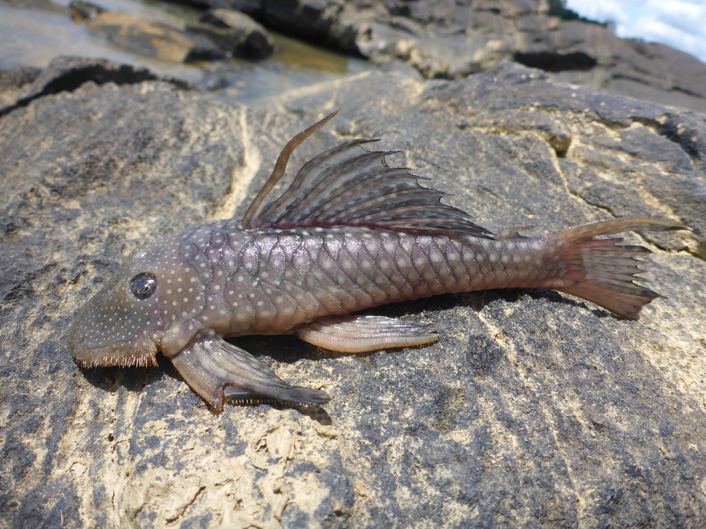 Bearded catfish (Pseudancistrus barbatus) — Loricariidae