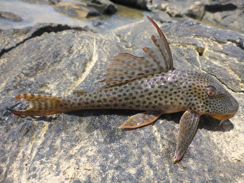 Suckermouth armoured catfish (Hypostomus gymnorhynchus) — Loricariidae — 2